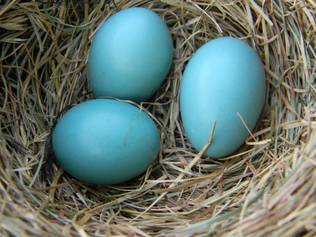 3 Blue robin eggs